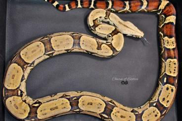 Boas kaufen und verkaufen Photo: Bcc Ecuador redtails - Proven breeder pair 2018