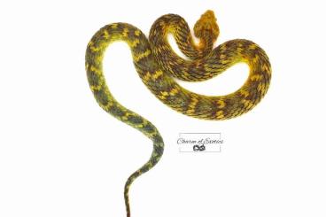 Venomous snakes kaufen und verkaufen Photo: Atheris squamigera Male 2020