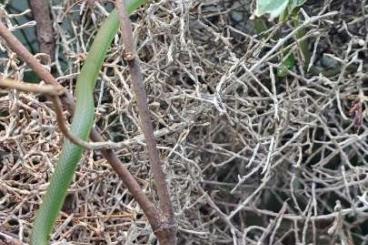 Schlangen kaufen und verkaufen Foto: Hamm: 0.0.5 Grasnatter Nachzuchten ´24 - Opheodrys aestivus cb ´24