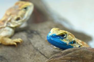 Agamen kaufen und verkaufen Foto: For the Hamm sho: Xenagama taylori diffrent breeding pairs/groups