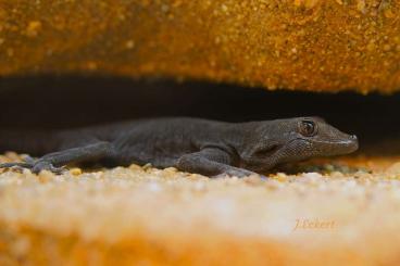 Geckos kaufen und verkaufen Photo: Hamm: 0.1 Rhoptropus bradfieldi  - Namib Day Gecko - BLACK local form 