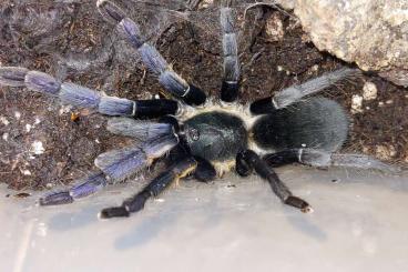 - bird spiders kaufen und verkaufen Photo: Biete verschiedene Vogelspinnen auch NZ 