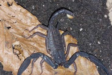 Scorpions kaufen und verkaufen Photo: Bieten verschiedene Skorpione und Skodos aus Import an.