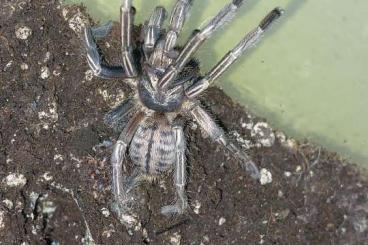 Vogelspinnen kaufen und verkaufen Foto: Bieten folgende Männchen für die Terraristikbörse am 03.11 in Hannover