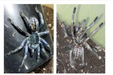 - bird spiders kaufen und verkaufen Photo: Biete für Übergabe Ziva exotica am 16.11 oder Hamm am 14.12