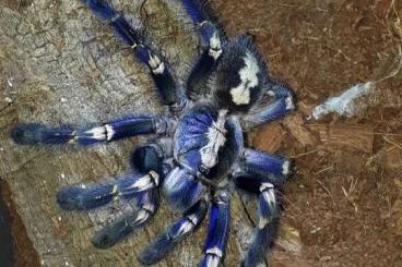 Spiders and Scorpions kaufen und verkaufen Photo: Biete für Übergabe Ziva exotica am 16.11 oder Hamm am 14.12