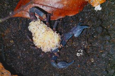 Spiders and Scorpions kaufen und verkaufen Photo: Bieten für Übergabe am 14.12 in Hamm folgende NZ und Skorpione