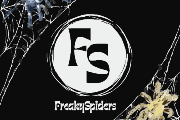 Spiders and Scorpions kaufen und verkaufen Photo: Last call for Hamm 08.03.2025!