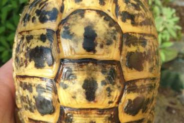 Landschildkröten kaufen und verkaufen Foto: Testudo graeca terrestris Jordan
