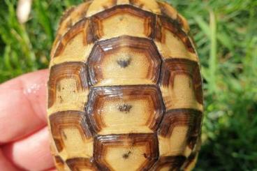 Turtles and Tortoises kaufen und verkaufen Photo: Testudo graeca anamurensis 