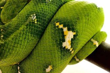 Snakes kaufen und verkaufen Photo: Corallus caninus 1.0 available for Hamm in june