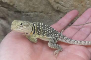 Echsen  kaufen und verkaufen Foto: Crotaphytus collaris for Hamm