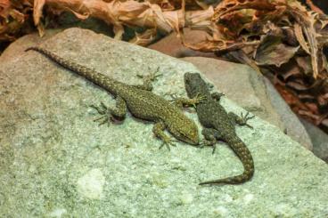 Echsen  kaufen und verkaufen Foto: Quedenfeldtia trachyblepharis - Atlas day gecko