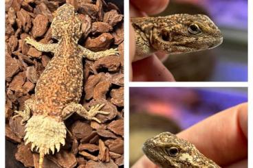 Agama kaufen und verkaufen Photo: Xenagama taylori for hamm