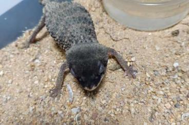 Geckos kaufen und verkaufen Foto: Nephrurus Asper/ Asper banded