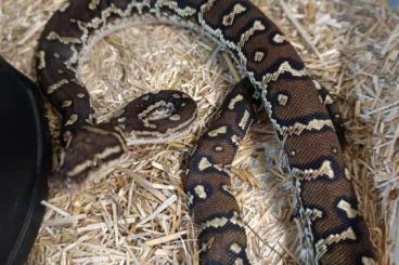 Schlangen kaufen und verkaufen Foto: Angola Python  clelia mussurana poed