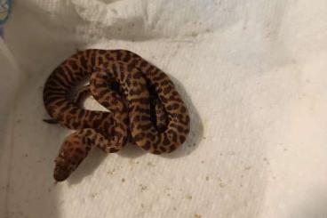 Snakes kaufen und verkaufen Photo: Antaresia und xenodon matogossensis Snakes kaufen und verkaufen Photo: Antaresia und xenodon matogossensis