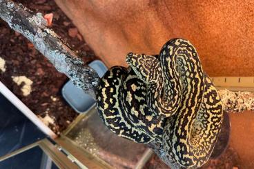 Schlangen kaufen und verkaufen Foto: Carpet python Zebra ozelot jungle