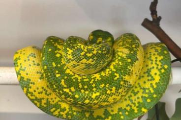 Pythons kaufen und verkaufen Foto: Female Sorong High Yellow -20