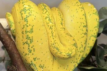 Snakes kaufen und verkaufen Photo: Morelia vridit High Yellow Snakes kaufen und verkaufen Photo: Morelia vridit High Yellow
