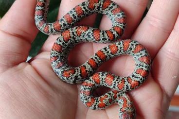 Nattern ungiftige kaufen und verkaufen Foto: Lampropeltis mexicana granit Nattern ungiftige kaufen und verkaufen Foto: Lampropeltis mexicana granit