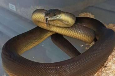 Snakes kaufen und verkaufen Photo: Heterodon nasicus, Lampropeltis, Pituophis, Liasis...