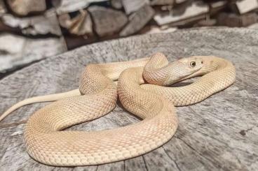 Snakes kaufen und verkaufen Photo: Pituophis mugitus patternless 2022