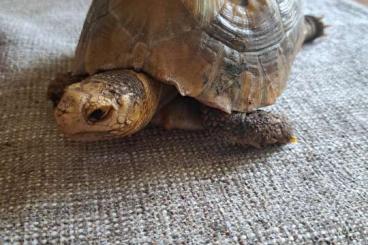 Tortoises kaufen und verkaufen Photo: Indotestudo Elongata  ,indonesische Gelbkopfschildkröte 