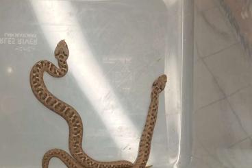 Schlangen kaufen und verkaufen Foto: Montivipera bulghardagica, albizona, Elaphe quatuourlineata Schlangen kaufen und verkaufen Foto: Montivipera bulghardagica, albizona, Elaphe quatuourlineata