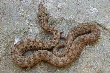 Venomous snakes kaufen und verkaufen Photo: Searching for Vipera and Montivipera