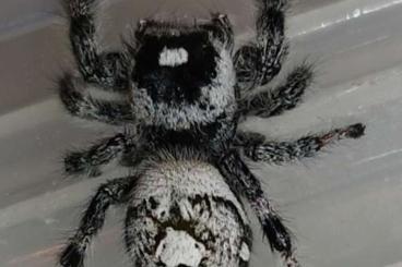 echte Webspinnen kaufen und verkaufen Foto: Phidippus regius ""White Bahamas""