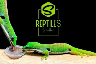 Geckos kaufen und verkaufen Foto: My geckos list in Ziva exotic Prague