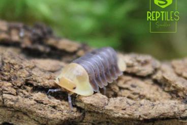 Insects kaufen und verkaufen Photo: Isopods in Ziva exotic and Hamm