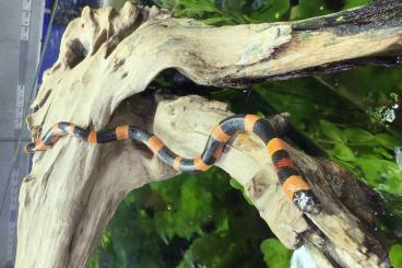 Schlangen kaufen und verkaufen Foto: Lampropeltis triangulum campbelli 0.0.3