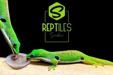 Geckos kaufen und verkaufen Foto: My phelsuma and lygodactylus list in march Hamm