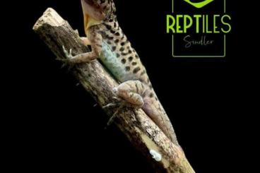 Lizards kaufen und verkaufen Photo: 2.2 Anolis Sabanus available in Hamm!