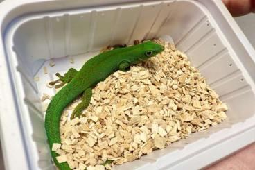 Geckos kaufen und verkaufen Photo: 1.1 Phelsuma sundbergi sundbergi 