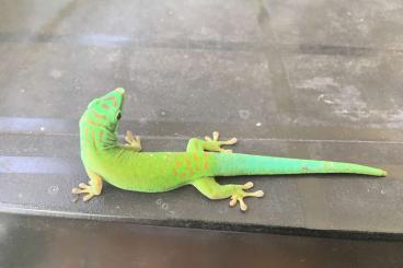 Geckos kaufen und verkaufen Photo: I am looking for 1.0 Phelsuma Andamanense