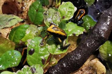 Frösche  kaufen und verkaufen Foto: 0.0.100 Phyllobates terribilis in Hamm!