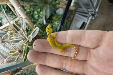 Geckos kaufen und verkaufen Photo: My available gecko list in Houten Geckos kaufen und verkaufen Photo: My available gecko list in Houten