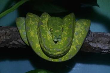 Pythons kaufen und verkaufen Foto: Tauschen 0.1 Morelia viridis gegen 0.1 Sorong 