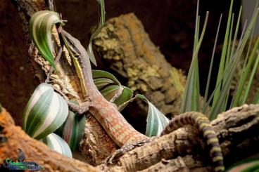 Monitor lizards kaufen und verkaufen Photo: Suche 0.1 Varanus glauerti 