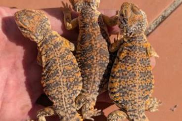 Lizards kaufen und verkaufen Photo: 13 Uromastyx geyri 2023 Lizards kaufen und verkaufen Photo: 13 Uromastyx geyri 2023