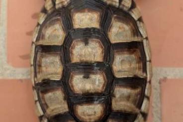 Tortoises kaufen und verkaufen Photo: Testudo Marginata male 2020 Tortoises kaufen und verkaufen Photo: Testudo Marginata male 2020