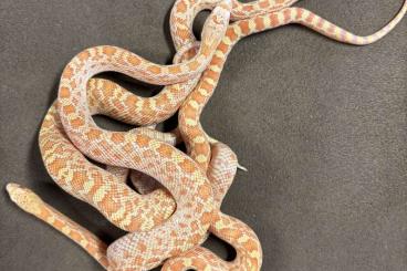 Snakes kaufen und verkaufen Photo: Pituophis catenifer affinis albino 2024 