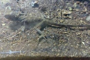 Agamen kaufen und verkaufen Photo: Gonocephalus grandis Geschlecht unbekannt Agamen kaufen und verkaufen Photo: Gonocephalus grandis Geschlecht unbekannt