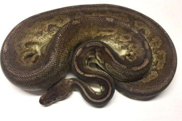 Ball Pythons kaufen und verkaufen Photo: Königspython Pastel Gargoyle Granziani