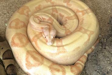 Boas kaufen und verkaufen Photo: 2 Boa Mädels suchen neues Zuhause 