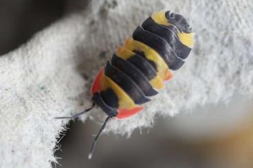 andere Wirbellose kaufen und verkaufen Foto: Isopods, Merulanella, Cubaris, Rare and common species