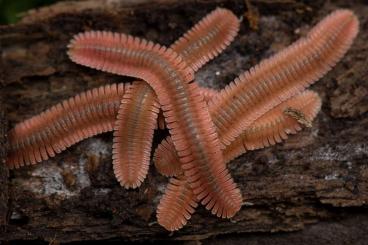 andere Wirbellose kaufen und verkaufen Foto: Suche Feather Millipedes.